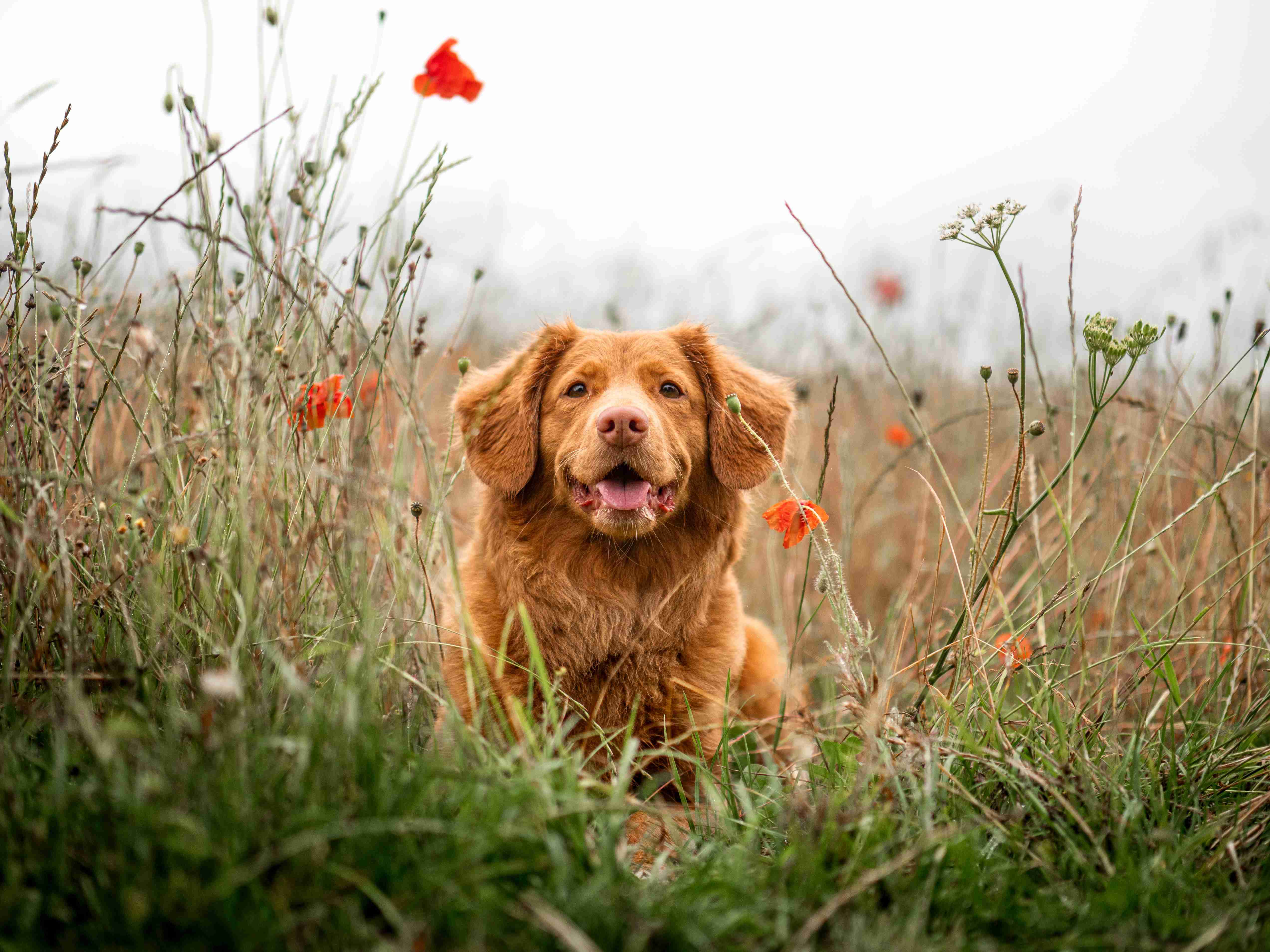5 Effective Ways to Support Your Golden Retriever with a Sensitive Stomach: Tips and Tricks